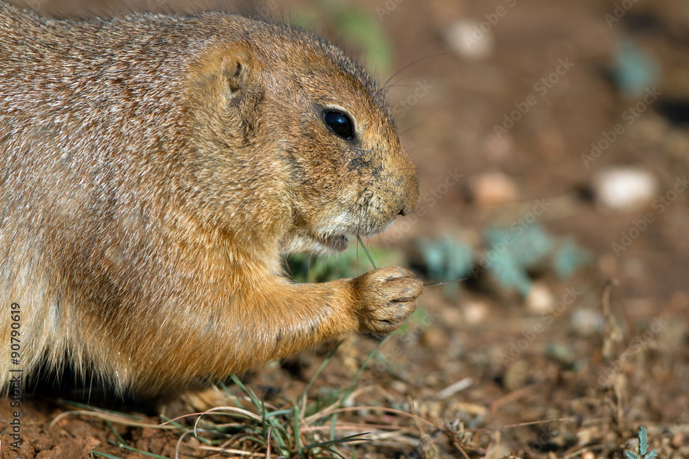 Black-tailed Prairie Dog eats a grass stem in the Texas Panhandle Black-tailed Prairie Dog eats a grass stem in the Texas Panhandle