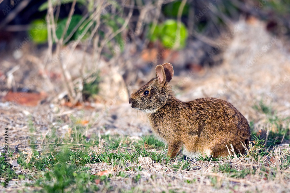 Marsh Rabbit in Everglades National Park in south Florida foto de Stock