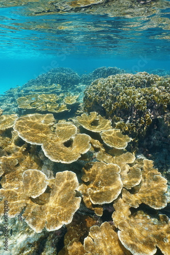 Coral reef underwater with elkhorn and fire corals