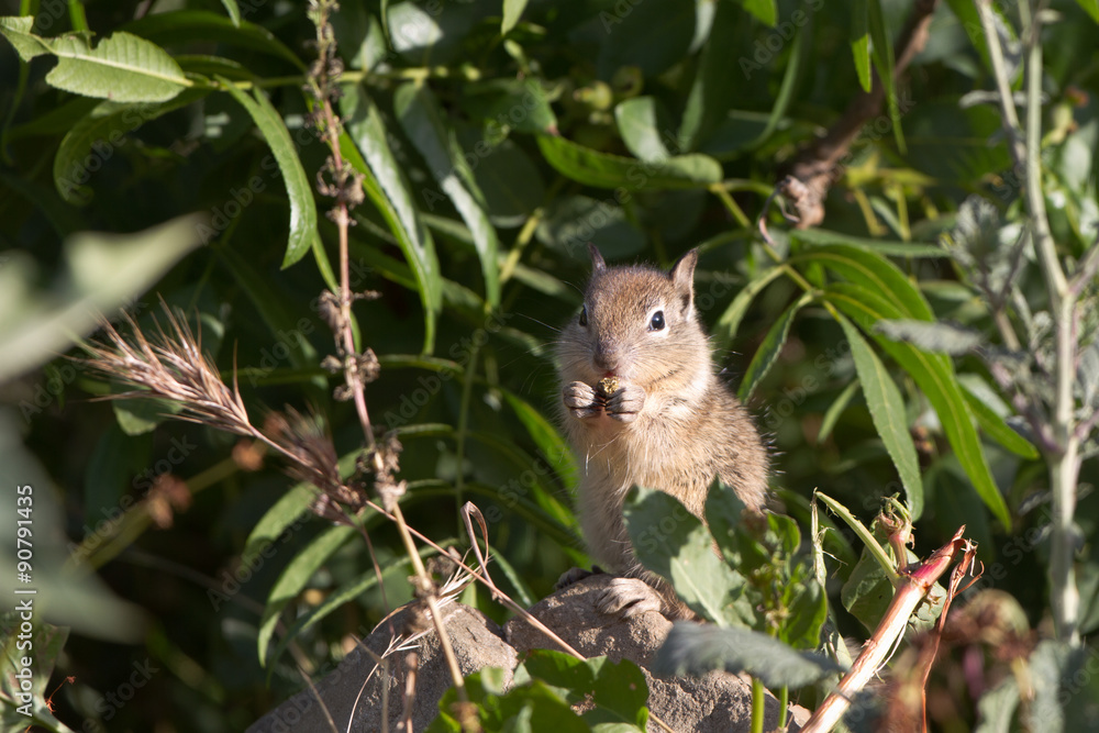 Baby California Ground Squirrel feeds outside his nest burrow Baby California Ground Squirrel feeds outside his nest burrow