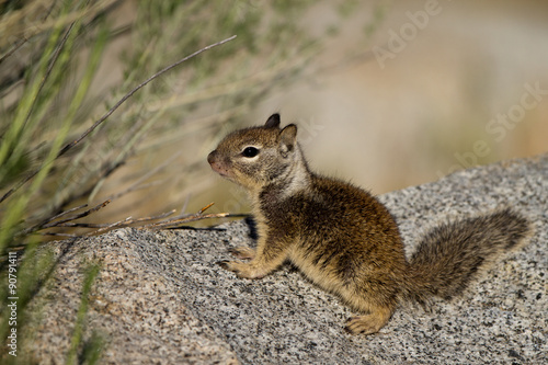 Baby California Ground Squirrel near the Kern River in the southern Sierra Nevada