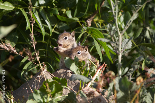 Two baby California Ground Squirrels explore the world outside their nest burrow