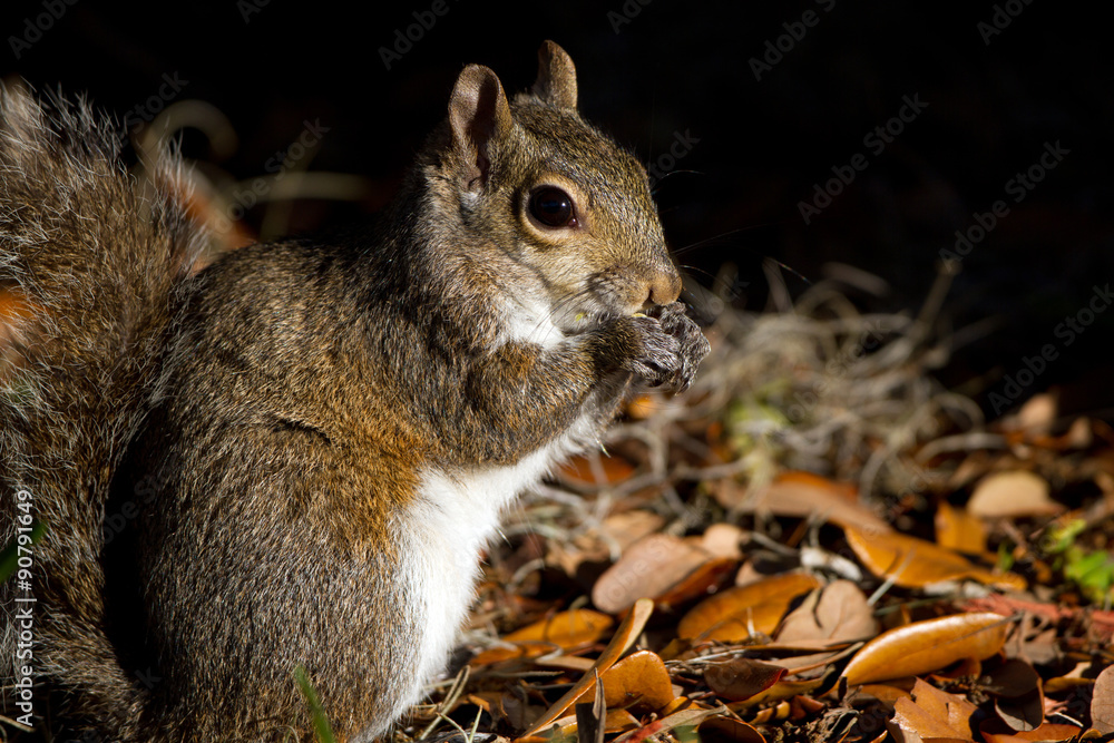Eastern Gray Squirrel eats his breakfast at dawn in Florida Eastern Gray Squirrel eats his breakfast at dawn in Florida