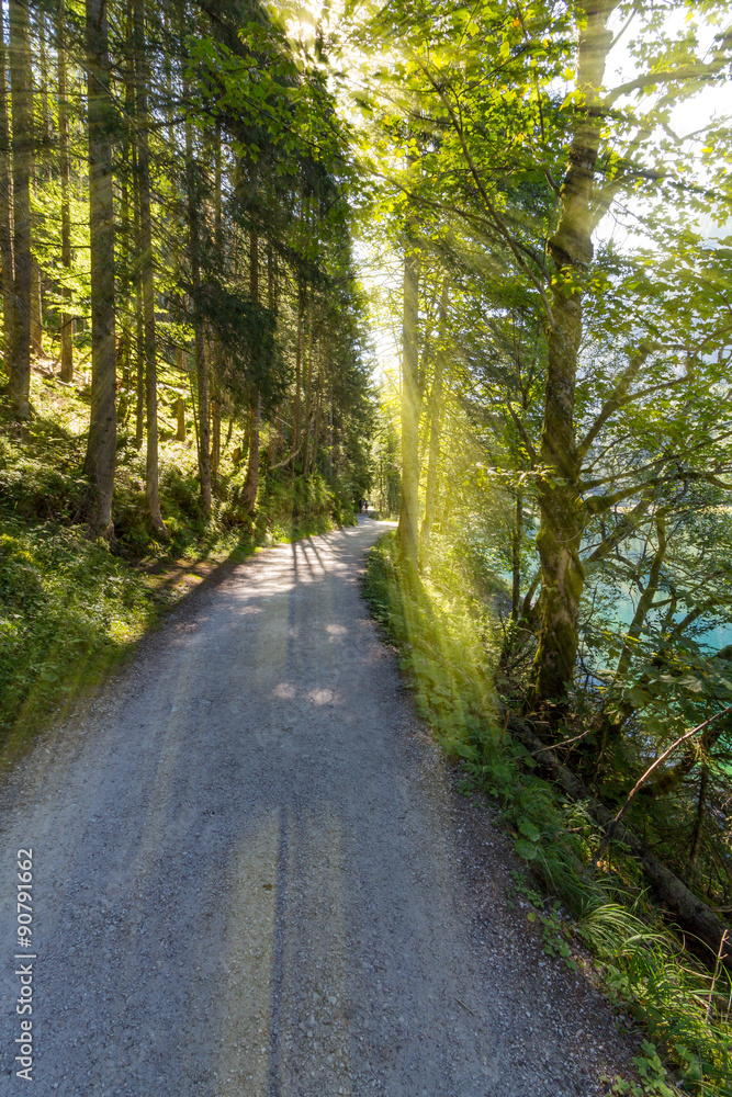 Fototapeta premium Late summer sunlight breaking through the trees at a mystical lane