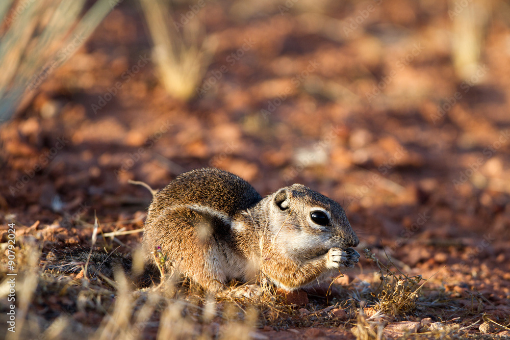 White-tailed Antelope Squirrel feeds at dawn in southern Utah White-tailed Antelope Squirrel feeds at dawn in southern Utah