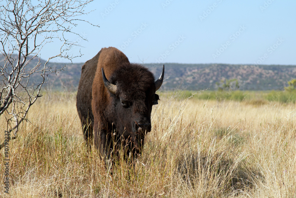 American Bison in Caprock Canyons State Park in the Texas Panhandle