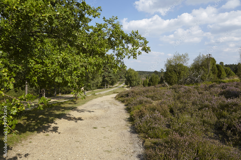 Lüneburger Heide - Wanderweg in der Nähe von Egestorf Lüneburger Heide - Wanderweg in der Nähe von Egestorf