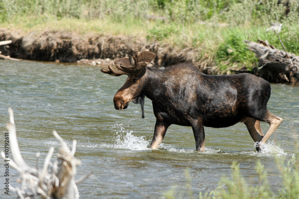 A large bull Moose splashes in the Gros Ventre River inside Grand Teton National Park A large bull Moose splashes in the Gros Ventre River inside Grand Teton National Park