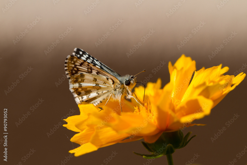 Fototapeta premium Common Checkered Skipper butterfly on native yellow tickseed flower