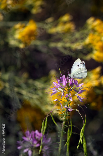 Cabbage White butterfly on Rocky Mountain Bee Plant photo