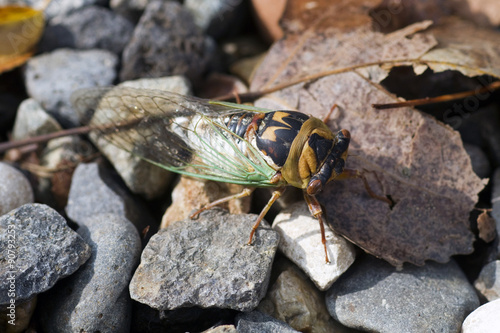 Photography Aztec Cicada or Desert Cicada on gravel in Sedona, Arizona