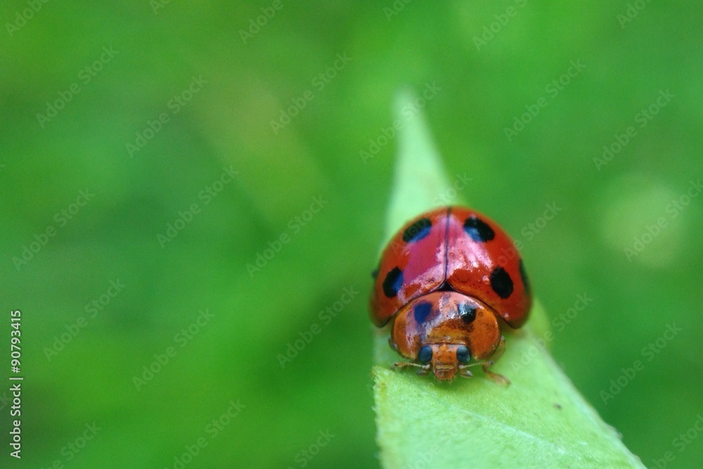 Fototapeta premium macro shot tiny ladybug