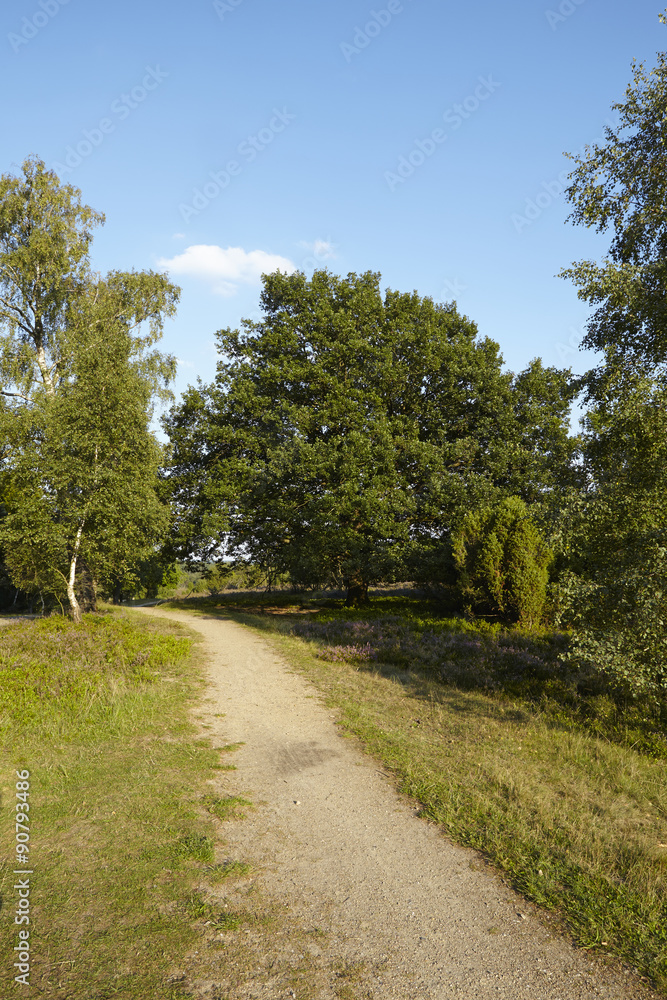 Lüneburger Heide - Wanderweg in der Nähe von Egestorf