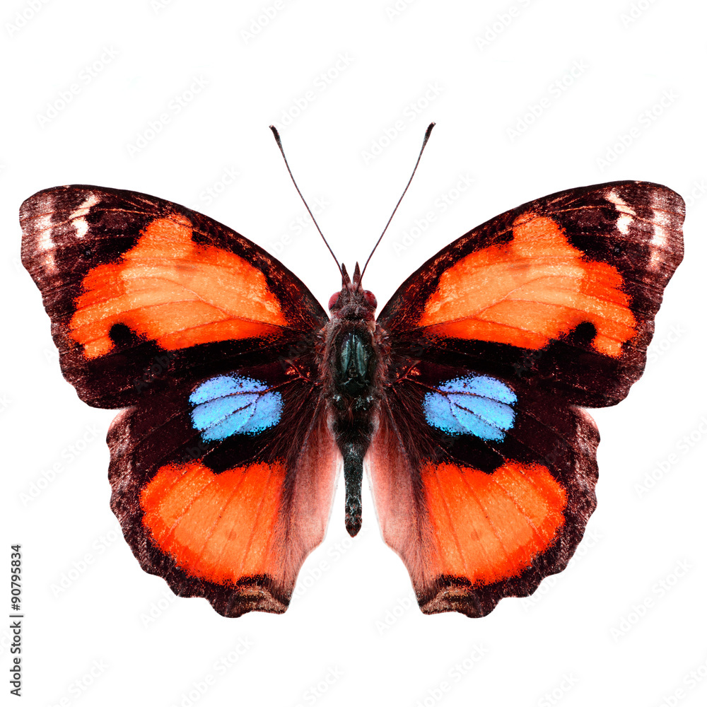 Naklejka premium Exotic orange butterfly (yellow pansy) isolated on white backgro
