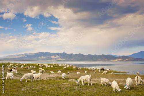 A herd of sheep grazing in the mountains at sunset
