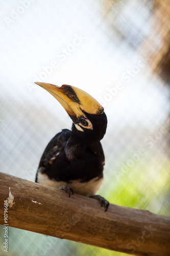 Billed Hornbill