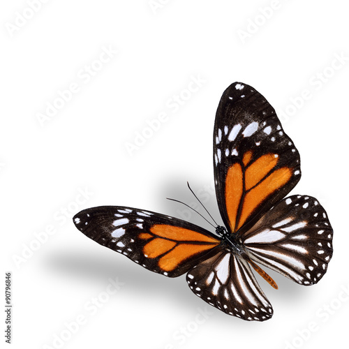 Beautiful flying orange butterfly, white tiger butterfly ( Danau