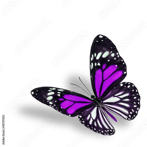 Exotic flyhing purple butterfly on white background with soft sh photo