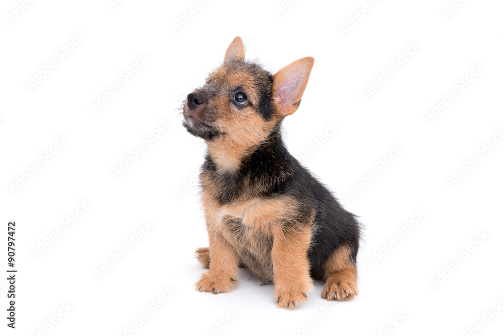ノーリッチテリアの小犬 ノーリッチテリアの小犬