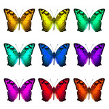 The set of collection Vagrant Butterflies in various fancy color