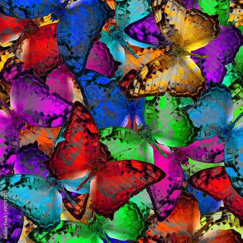 Exotic multicolor background texture made of Vagrant butterflies