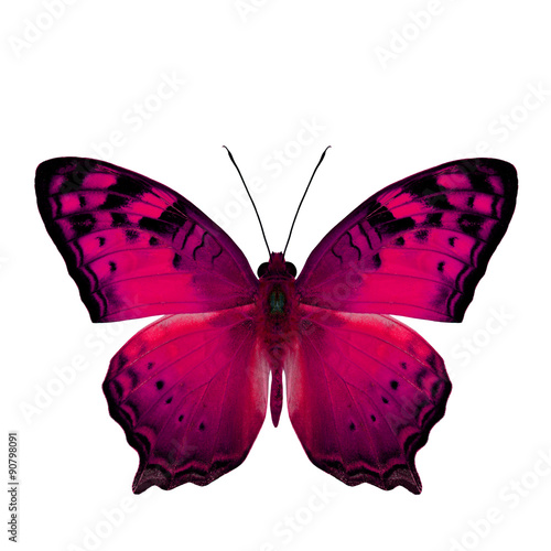 The beautiful pink butterfly, Vagrant Butterfly stretch back win photo