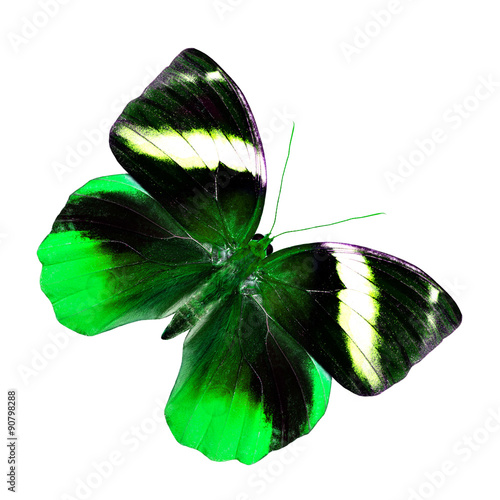 Beautiful flying green butterfly, the most exotic of nature in f photo