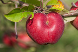 Roter reifer Apfel mit Laub am Baum -  Malus domestica