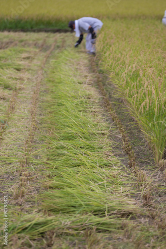 Wallpaper Mural 稲刈り Torontodigital.ca