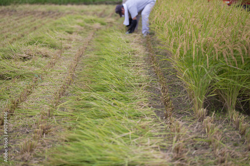 Wallpaper Mural 稲刈り Torontodigital.ca