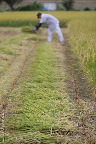 Wallpaper Mural 稲刈り Torontodigital.ca