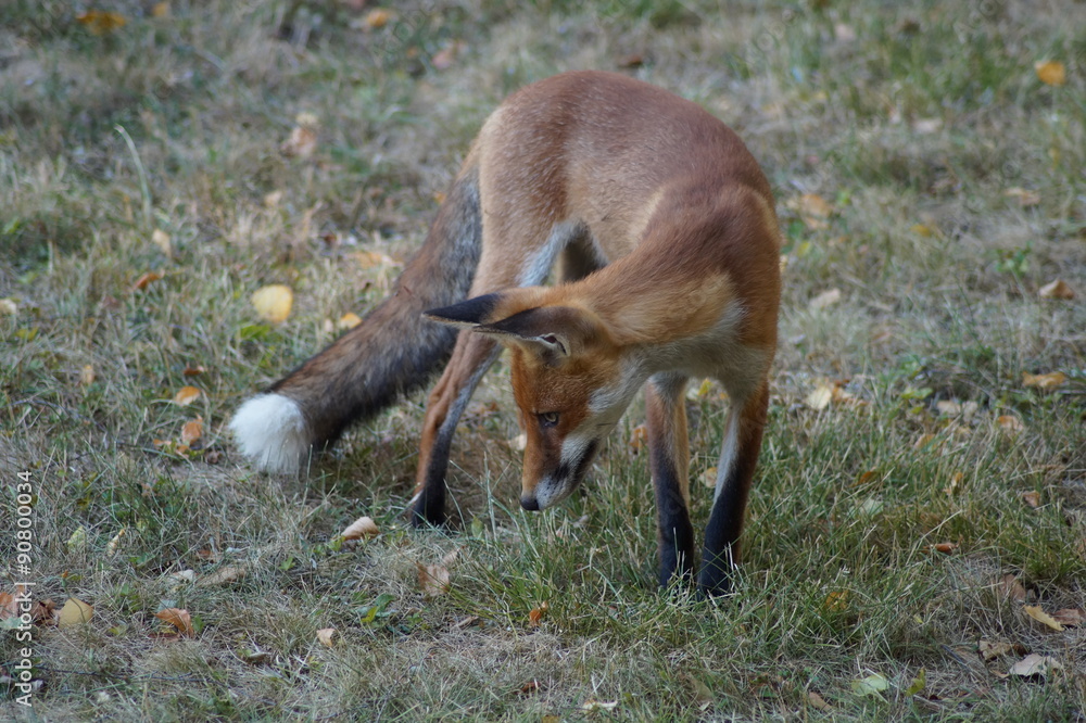 Obraz premium fuchs