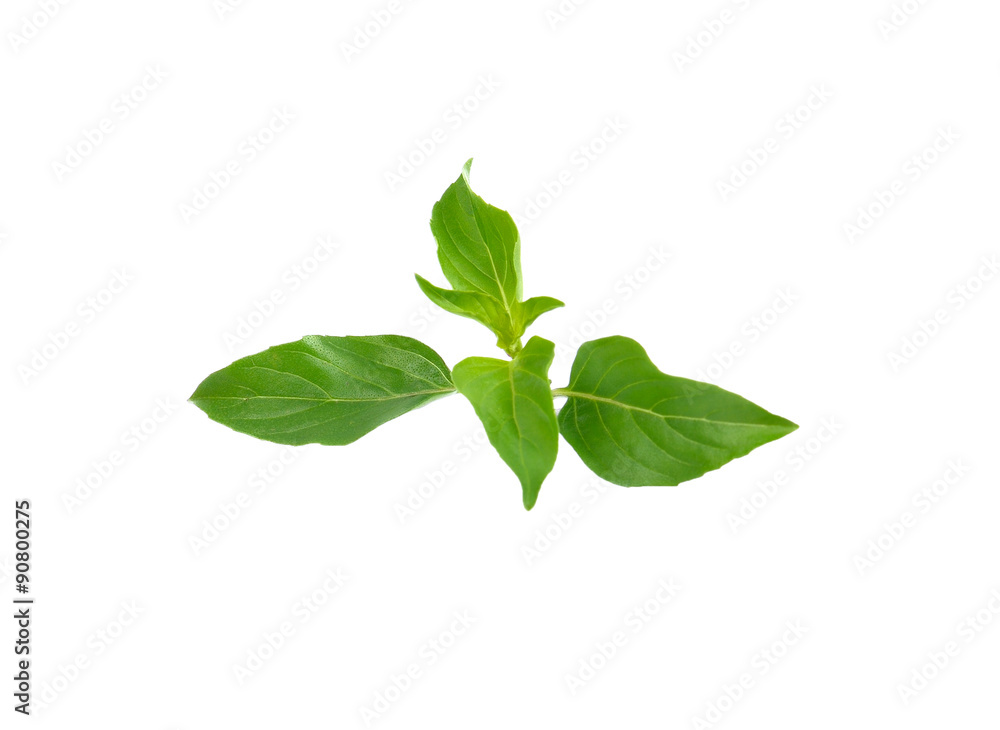 Basil leaves isolated on white background. Basil leaves isolated on white background.
