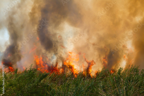 Fire wood