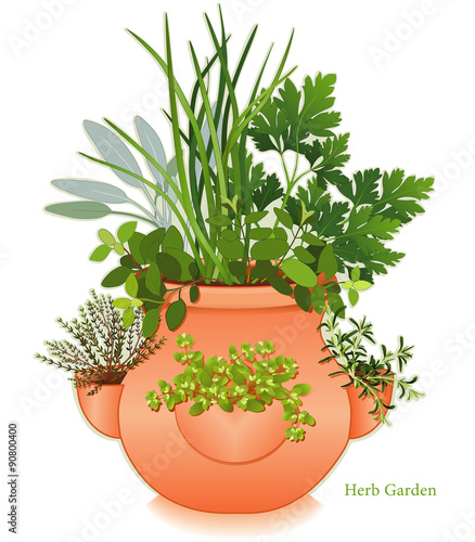 Herb Garden in clay Strawberry Jar garden planter with English Thyme, Italian Oregano, Sage, Chives, Flat Leaf Parsley, Rosemary, Sweet Marjoram isolated on white background
