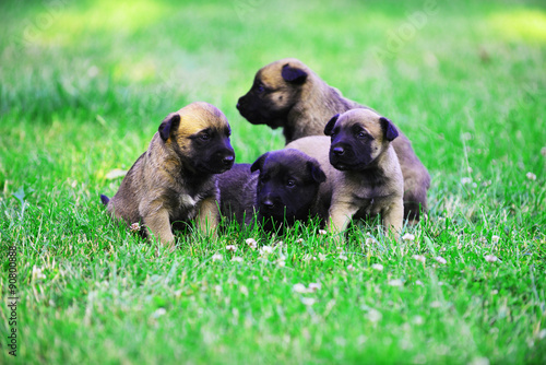  puppies in field