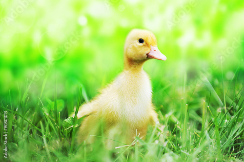   duckling on green grass