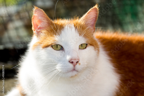 Hauskatze (Felis silvestris catus). Rot-Weisse Katze liegt in der Sonne auf Terrasse photo