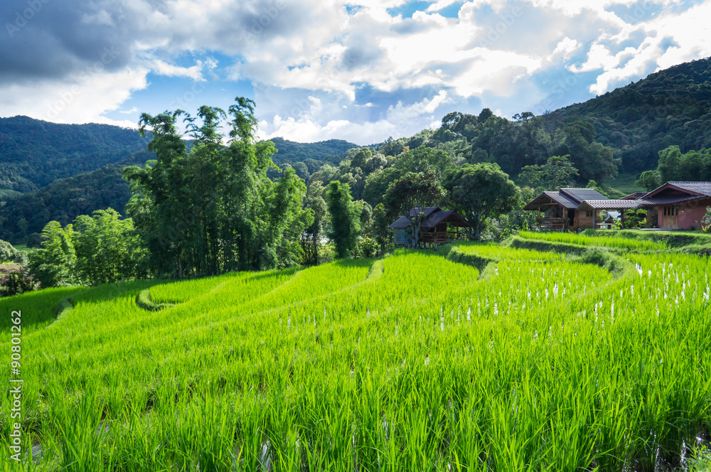 Landscape rice field in chiang mai 1