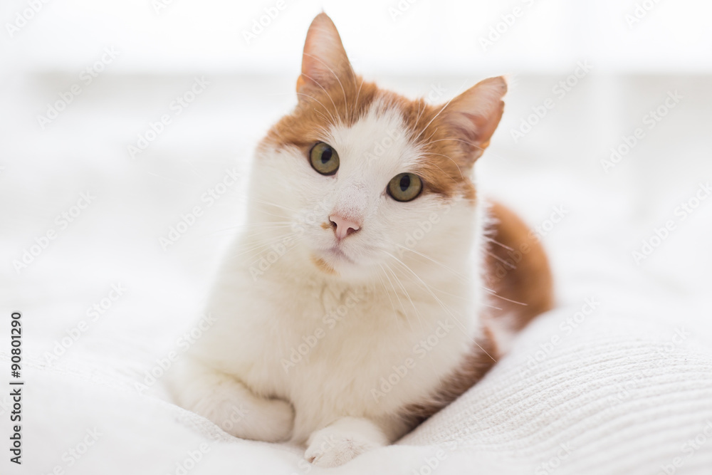 Hauskatze (Felis silvestris catus). Rot-Weisse Katze sitzt auf Bett