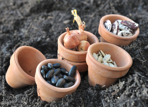 graines haricots et autres dans pots pour semis