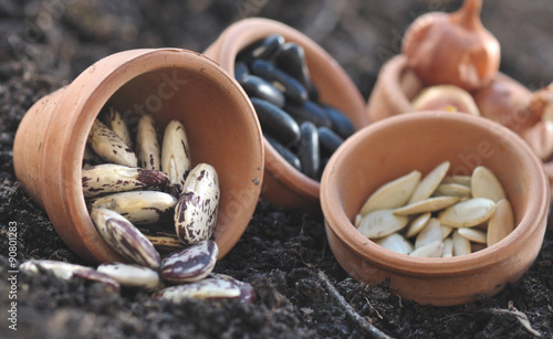 graines haricots et autres dans pots pour semis