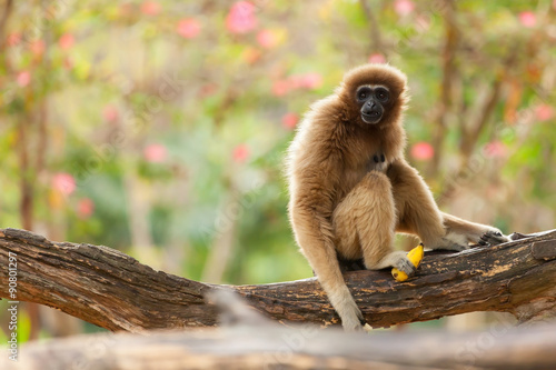 gibbon