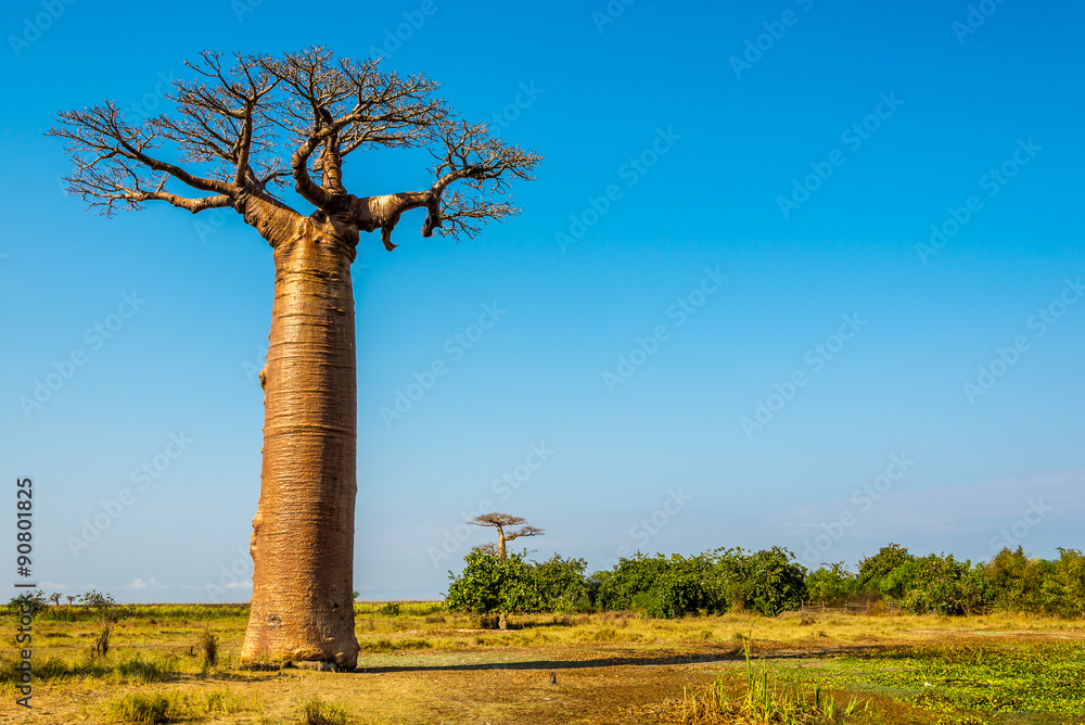Fototapeta premium Baobab trees near Morondava