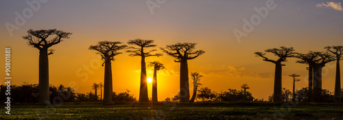 Fotografiet Panorama view at sunset above Baobab avenue