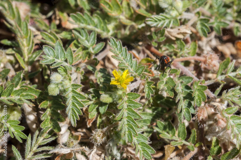 Flowers of Tribulus terrestris. It is native to warm temperate and tropical regions of the Old World, and an invasive species in North America Flowers of Tribulus terrestris. It is native to warm temperate and tropical regions of the Old World, and an invasive species in North America