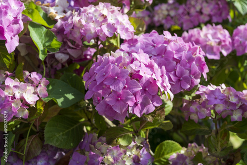 Flowers of Hydrangea, Hydrangea macrophylla. It is native to China and Japan and it is widely used in landscaping.