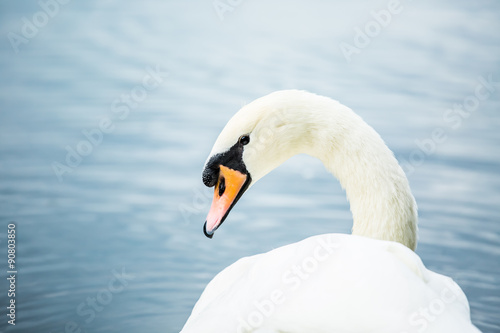 Swan in lake chiangmai Thailand