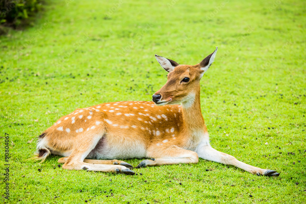 Deer in chiangmai-nightsafari, chiangmai Thailand Deer in chiangmai-nightsafari, chiangmai Thailand