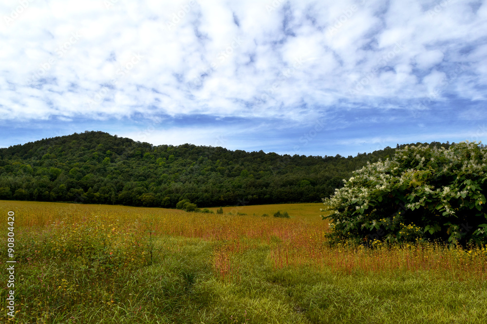 Obraz premium 北海道のソバ畑
